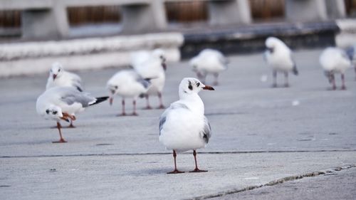 White birds on the street
