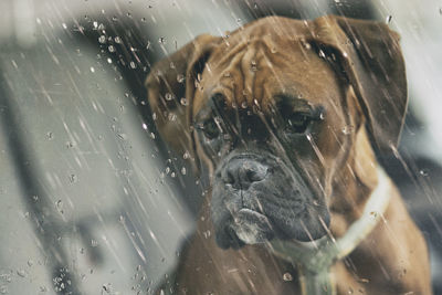 Close-up of a dog looking away