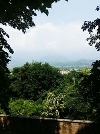 Scenic view of trees against sky