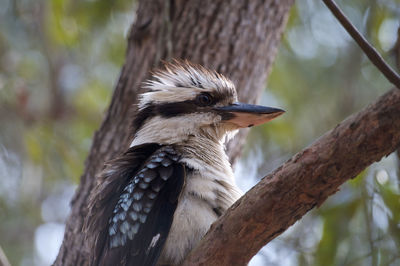 View of a laughing kookaburra - dacelo novaeguineae bird at daisy hill conservation park