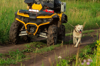 A yellow atv rides along a dirt road with a man, a driver, uphill, who holds a large white dog