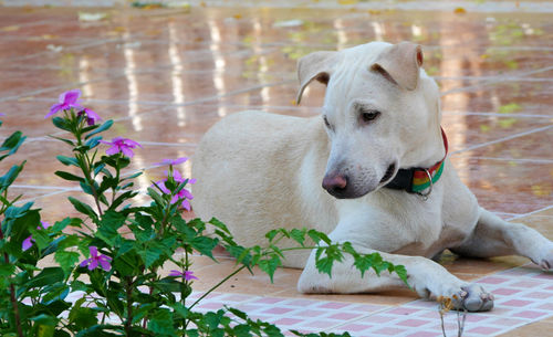 Close-up of a dog looking away