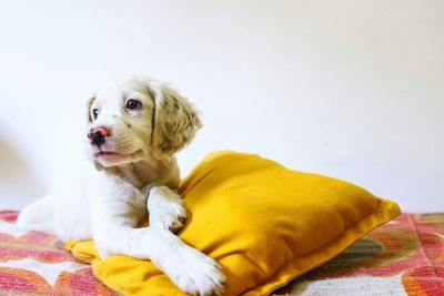 Puppy with pillow resting on bed against white wall at home