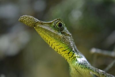 Close-up of lizard