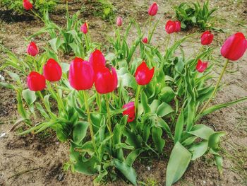 Close-up of red flower blooming in field