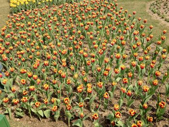 Red flowers growing in field