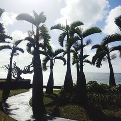 Palm trees against sky