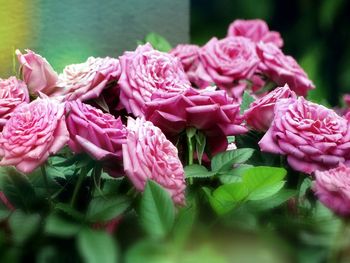 Close-up of pink flowering plants