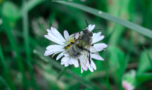 Close-up of insect on flower