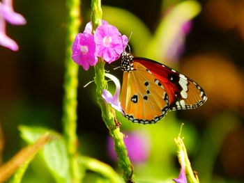 Close-up of butterfly pollinating on flower