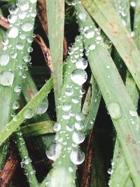 Close-up of raindrops on leaves