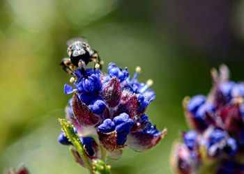 Close-up of bee on purple flower