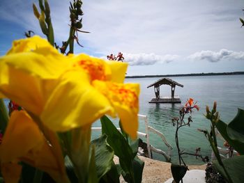 Close-up of yellow flowers by sea against sky