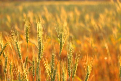 Close-up of wheat growing on field