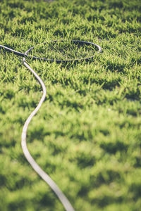 High angle view of plant growing on field