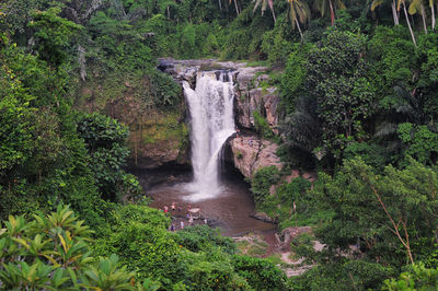Scenic view of waterfall in forest