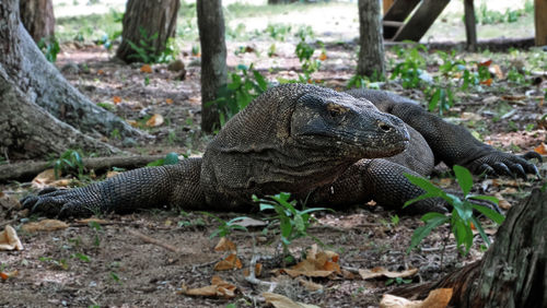 Komodo dragon by tree