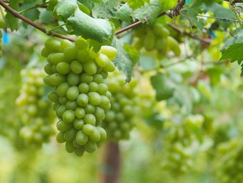 Close-up of grapes hanging on tree