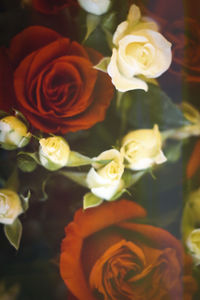 Close-up of rose bouquet