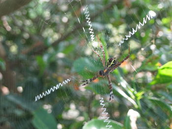 Close-up of spider on web