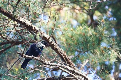 Low angle view of bird perching on branch