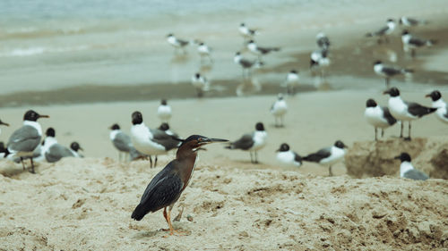 Flock of birds on beach