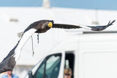 Close-up of seagull flying