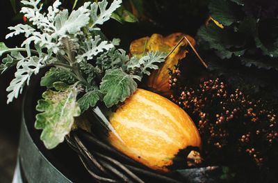 High angle view of pumpkin and plants in container