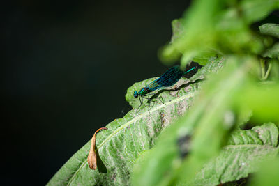 Close-up of insect on leaf