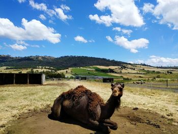 Horse on mountain against sky