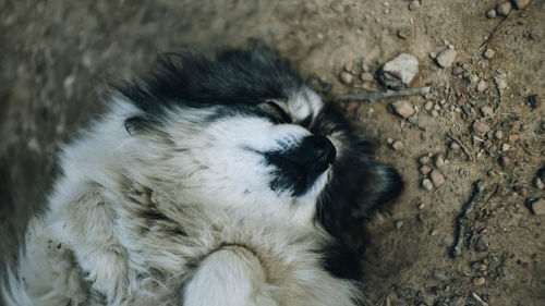 High angle view of dog sleeping