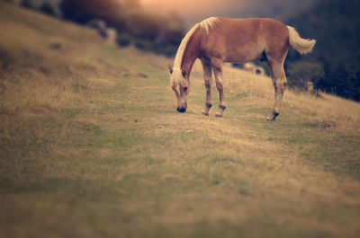 Horses grazing in a field