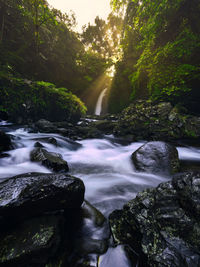 Scenic view of waterfall in forest