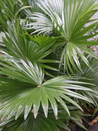 Close-up of palm tree