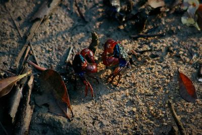 Close-up high angle view of crab