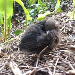 Close-up of bird perching on plant