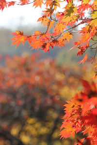 Close-up of maple leaves against blurred background