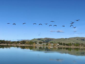 Birds flying over lake against blue sky