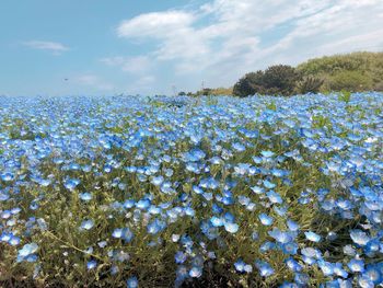 Low angle view of flowering plants against sky