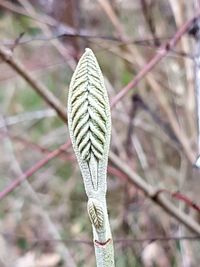 Low angle view of plant