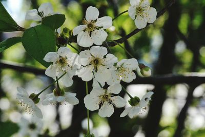 Close-up of white flowers