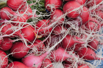 Close-up of radishes