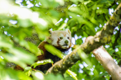 Close-up of lizard on tree