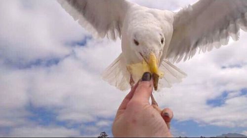 Close-up of a hand holding bird