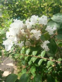 Close-up of white flowers blooming on tree