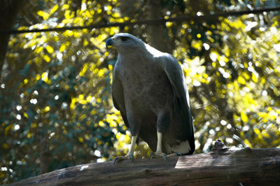 Low angle view of eagle perching on tree