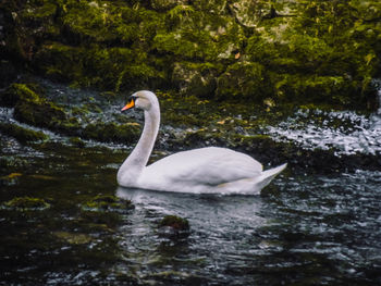 Swan swimming in lake
