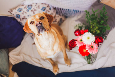 High angle view of dog relaxing on bed at home