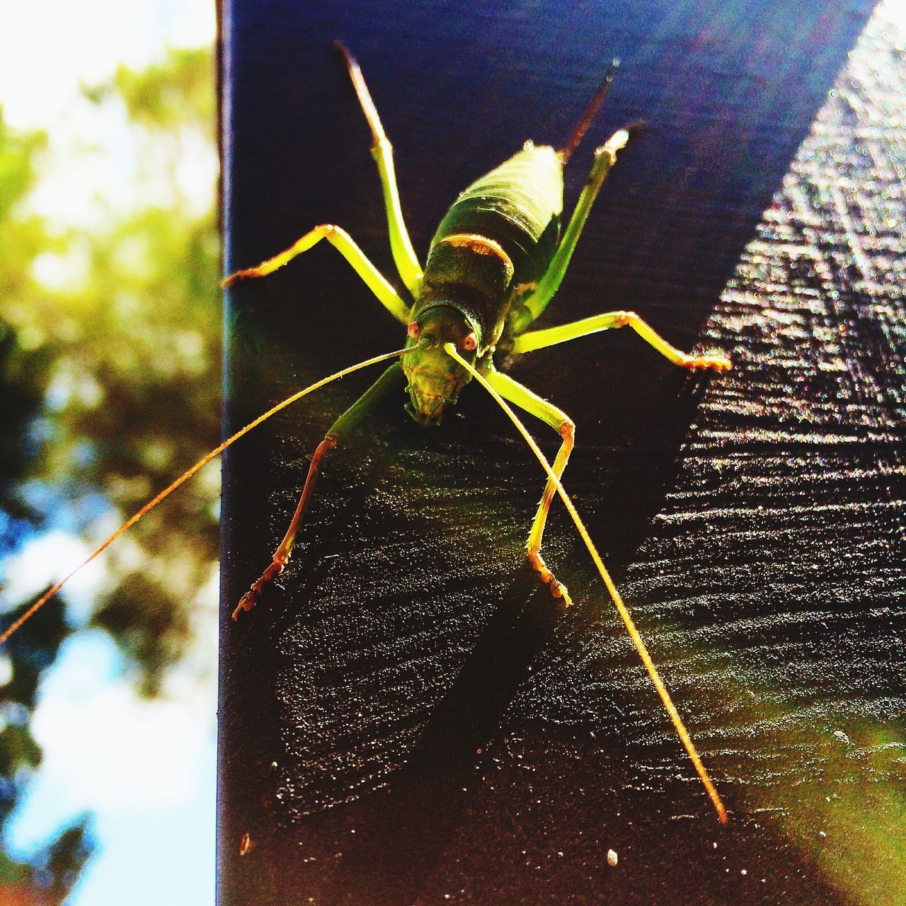 one animal, animal themes, insect, animals in the wild, wildlife, spider, close-up, focus on foreground, zoology, dragonfly, spider web, selective focus, nature, day, outdoors, animal antenna, full length, no people, high angle view