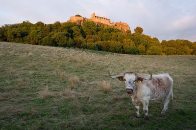 Cow on field against sky